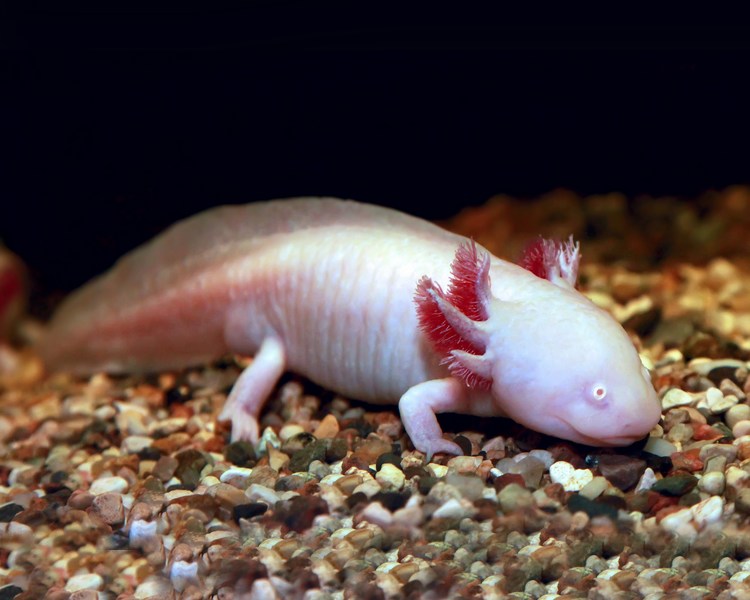 Albino Axolotl ~ 12cm